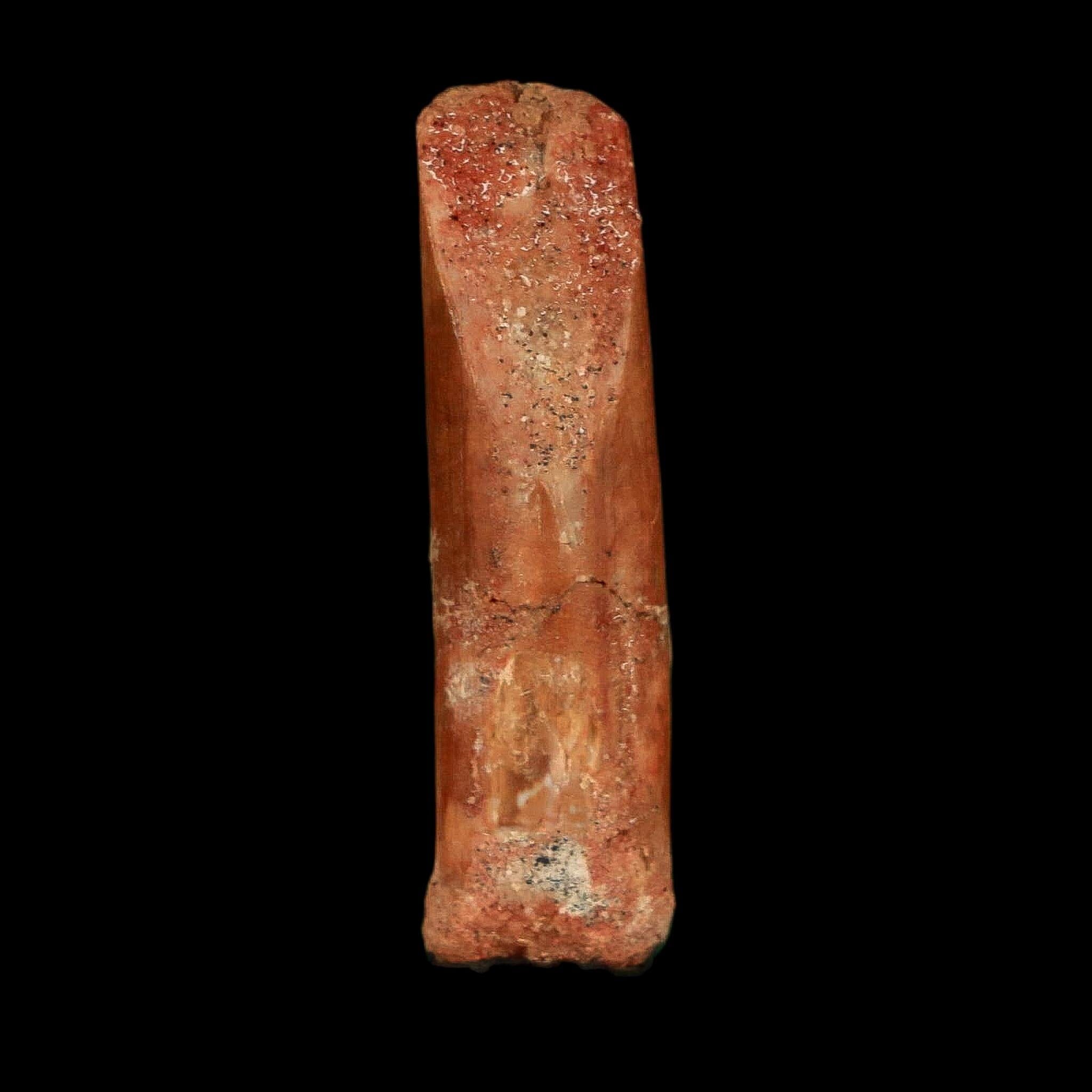 1.2" Rebbachisaurus Sauropod Fossil Tooth Early Cretaceous Dinosaur COA, Display - Fossil Age Minerals