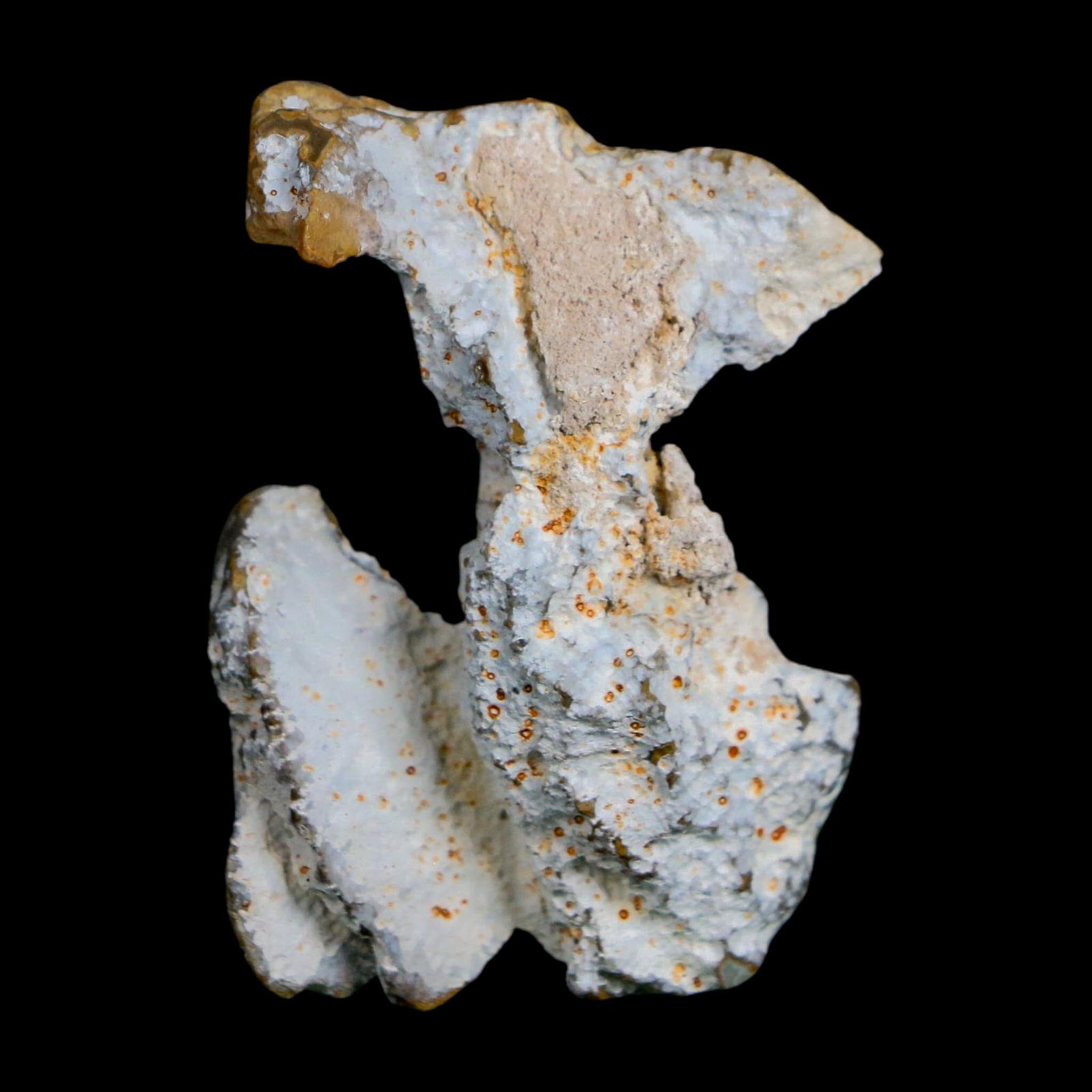 1.9" Agatized Coral Slabs Fossil Oligocene and Miocene Epochs Suwannee River Florida - Fossil Age Minerals