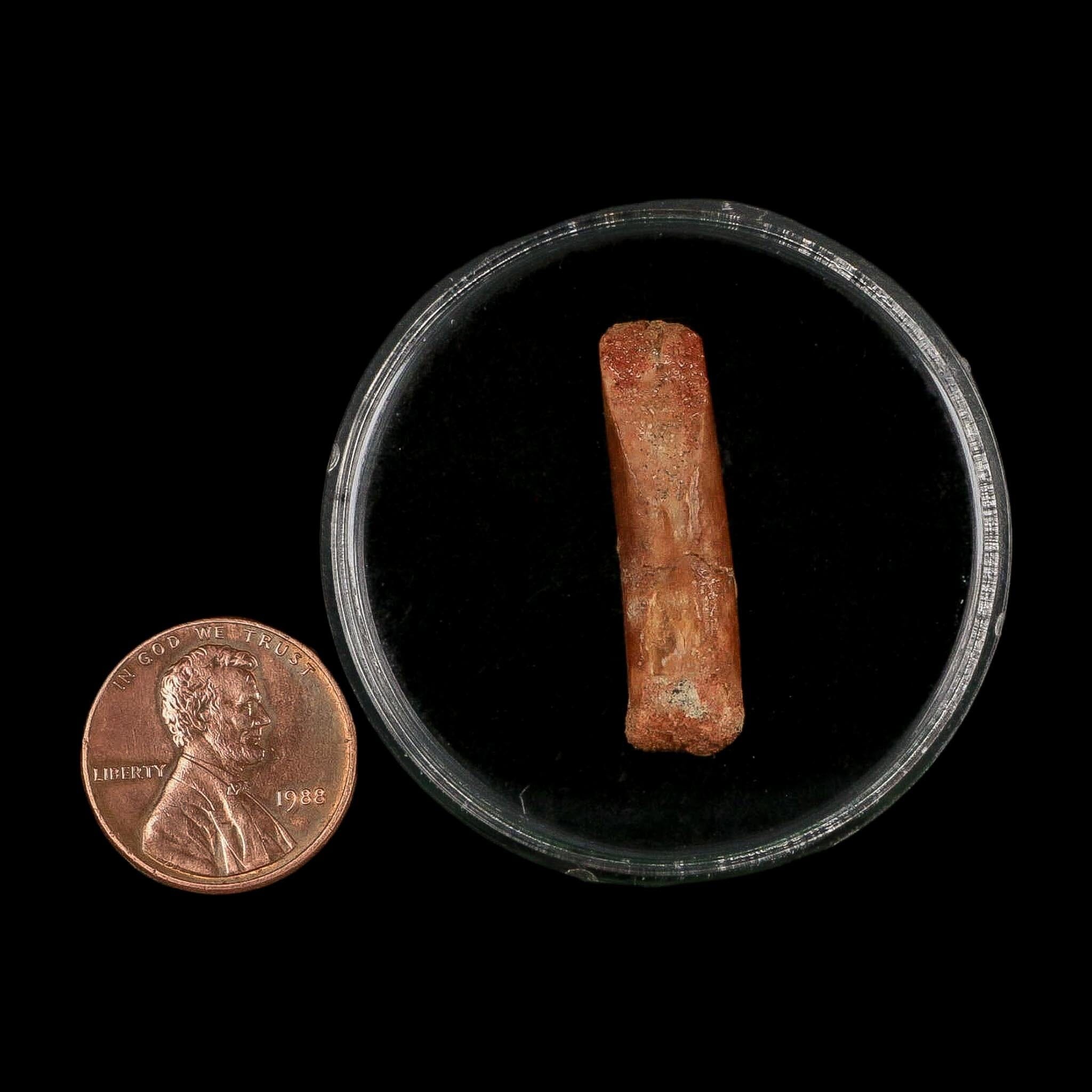 1.2" Rebbachisaurus Sauropod Fossil Tooth Early Cretaceous Dinosaur COA, Display - Fossil Age Minerals