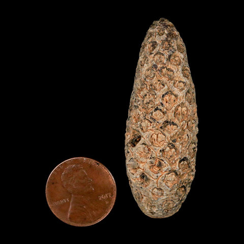 XL 2.1" Fossil Pine Cone Equicalastrobus Replaced By Agate Eocene Age Seeds Fruit - Fossil Age Minerals