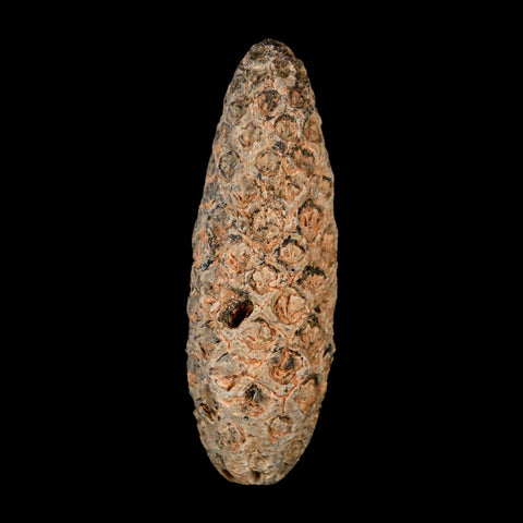 XL 2.1" Fossil Pine Cone Equicalastrobus Replaced By Agate Eocene Age Seeds Fruit - Fossil Age Minerals