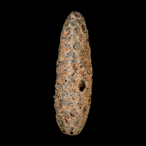 XL 2.1" Fossil Pine Cone Equicalastrobus Replaced By Agate Eocene Age Seeds Fruit - Fossil Age Minerals