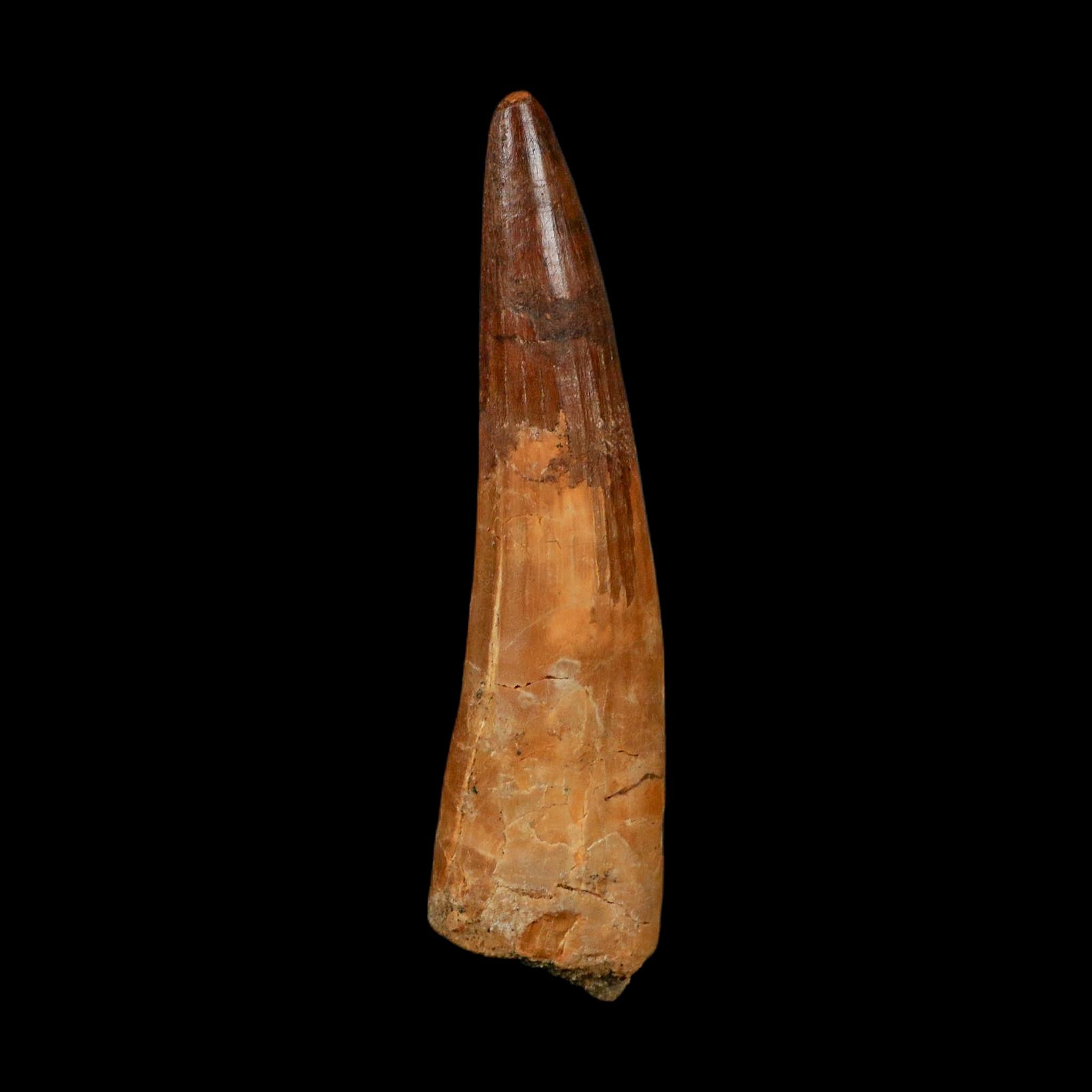 XL 3.7" Spinosaurus Fossil Tooth 100 Million Years Old Cretaceous Dinosaur COA