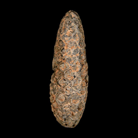 XL 2.1" Fossil Pine Cone Equicalastrobus Replaced By Agate Eocene Age Seeds Fruit - Fossil Age Minerals