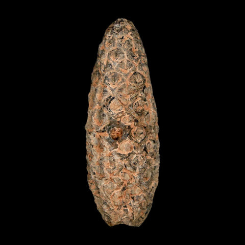 XL 2.1" Fossil Pine Cone Equicalastrobus Replaced By Agate Eocene Age Seeds Fruit - Fossil Age Minerals