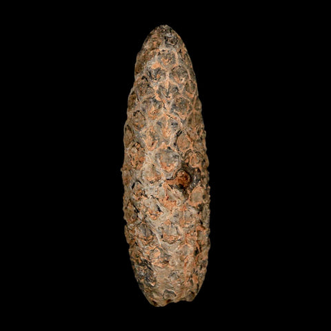 XL 2.1" Fossil Pine Cone Equicalastrobus Replaced By Agate Eocene Age Seeds Fruit - Fossil Age Minerals