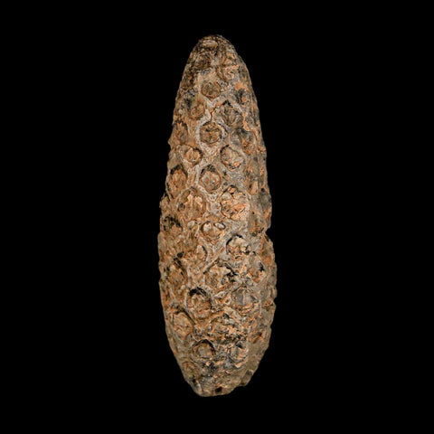 XL 2.1" Fossil Pine Cone Equicalastrobus Replaced By Agate Eocene Age Seeds Fruit - Fossil Age Minerals