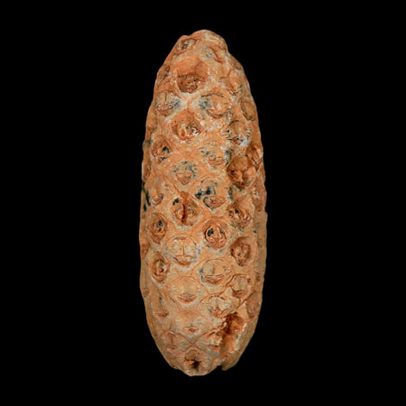 XL 2.2" Fossil Pine Cone Equicalastrobus Replaced By Agate Eocene Age Seeds Fruit