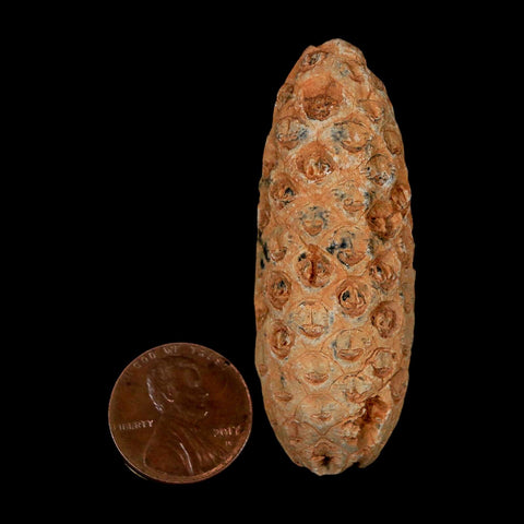 XL 2.2" Fossil Pine Cone Equicalastrobus Replaced By Agate Eocene Age Seeds Fruit - Fossil Age Minerals