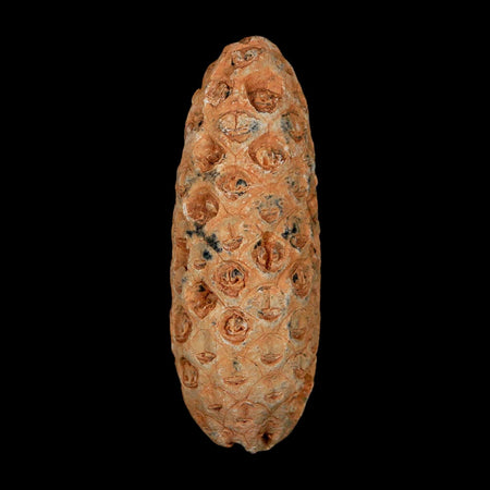 XL 2.2" Fossil Pine Cone Equicalastrobus Replaced By Agate Eocene Age Seeds Fruit