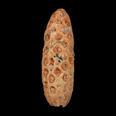 XL 2.2" Fossil Pine Cone Equicalastrobus Replaced By Agate Eocene Age Seeds Fruit - Fossil Age Minerals