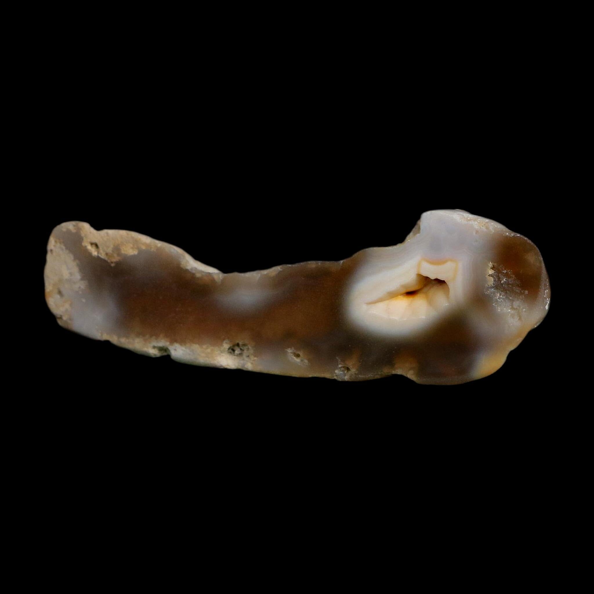 3" Agatized Coral Slabs Fossil Oligocene and Miocene Epochs Suwannee River Florida - Fossil Age Minerals