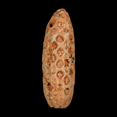 XL 2.2" Fossil Pine Cone Equicalastrobus Replaced By Agate Eocene Age Seeds Fruit - Fossil Age Minerals