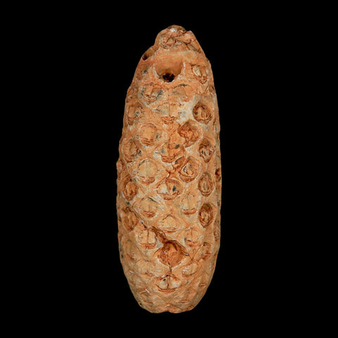 XL 2.2" Fossil Pine Cone Equicalastrobus Replaced By Agate Eocene Age Seeds Fruit - Fossil Age Minerals