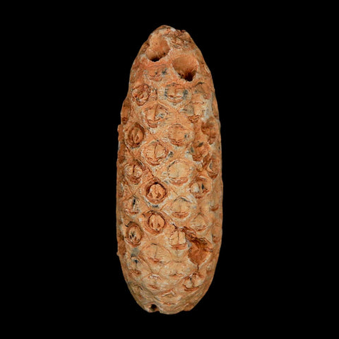 XL 2.2" Fossil Pine Cone Equicalastrobus Replaced By Agate Eocene Age Seeds Fruit - Fossil Age Minerals