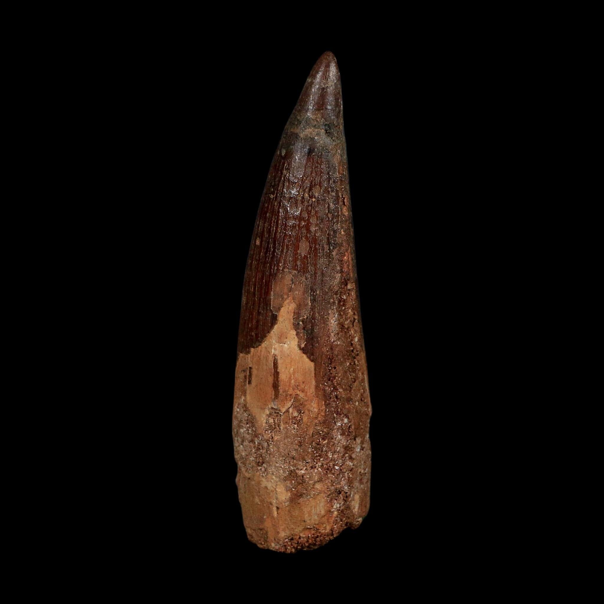 XL 3.7" Spinosaurus Fossil Tooth 100 Million Years Old Cretaceous Dinosaur COA - Fossil Age Minerals