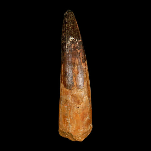 XL 3.9" Spinosaurus Fossil Tooth 100 Million Years Old Cretaceous Dinosaur COA - Fossil Age Minerals
