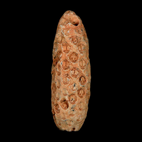 XL 2.2" Fossil Pine Cone Equicalastrobus Replaced By Agate Eocene Age Seeds Fruit - Fossil Age Minerals