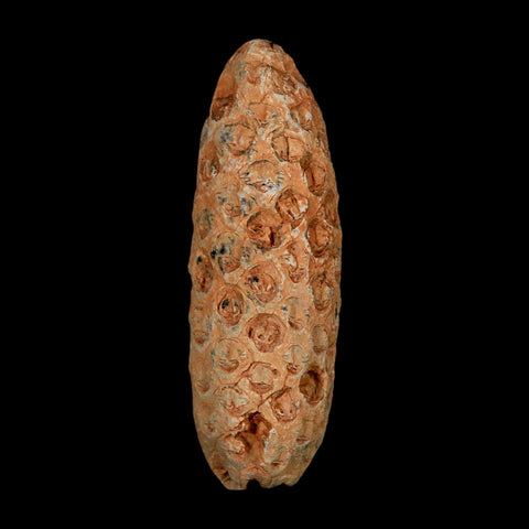 XL 2.2" Fossil Pine Cone Equicalastrobus Replaced By Agate Eocene Age Seeds Fruit - Fossil Age Minerals