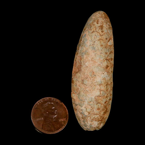 XL 2.4" Fossil Pine Cone Equicalastrobus Replaced By Agate Eocene Age Seeds Fruit - Fossil Age Minerals
