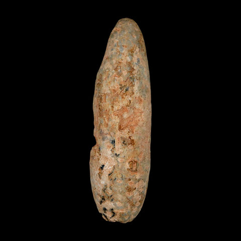 XL 2.4" Fossil Pine Cone Equicalastrobus Replaced By Agate Eocene Age Seeds Fruit - Fossil Age Minerals