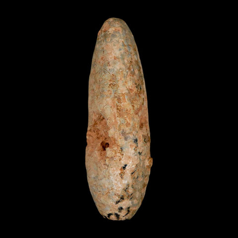 XL 2.4" Fossil Pine Cone Equicalastrobus Replaced By Agate Eocene Age Seeds Fruit - Fossil Age Minerals