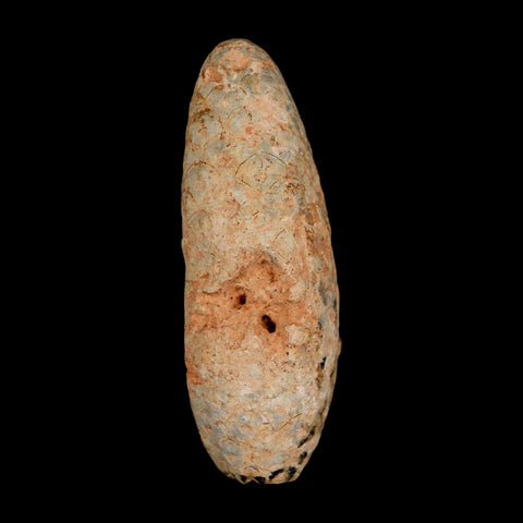 XL 2.4" Fossil Pine Cone Equicalastrobus Replaced By Agate Eocene Age Seeds Fruit - Fossil Age Minerals