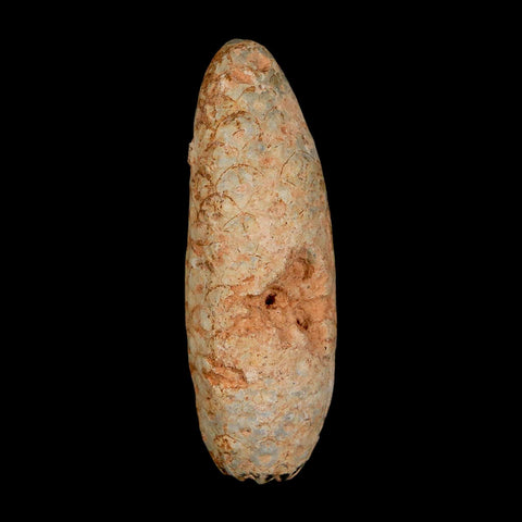 XL 2.4" Fossil Pine Cone Equicalastrobus Replaced By Agate Eocene Age Seeds Fruit - Fossil Age Minerals