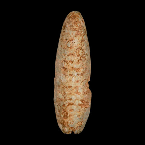 XL 2.4" Fossil Pine Cone Equicalastrobus Replaced By Agate Eocene Age Seeds Fruit - Fossil Age Minerals