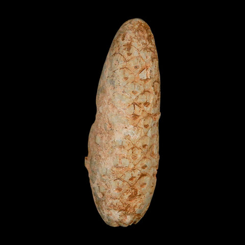 XL 2.4" Fossil Pine Cone Equicalastrobus Replaced By Agate Eocene Age Seeds Fruit - Fossil Age Minerals