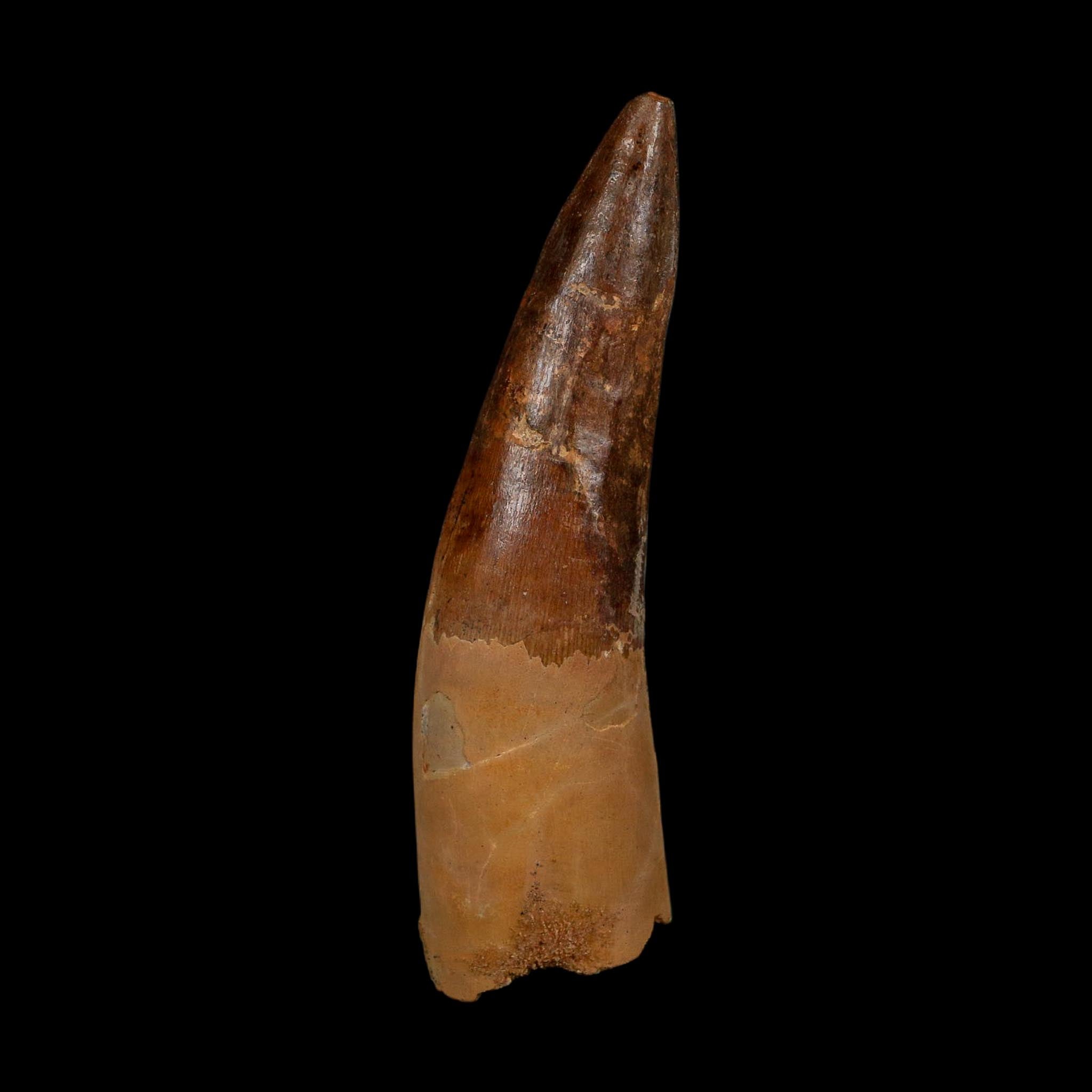 XL 3.8" Spinosaurus Fossil Tooth 100 Million Years Old Cretaceous Dinosaur COA - Fossil Age Minerals