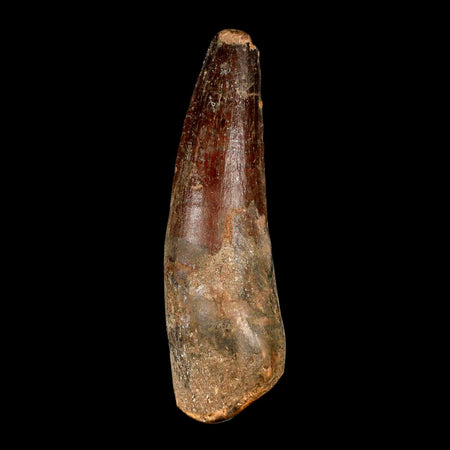 XL 3.7" Spinosaurus Fossil Tooth 100 Million Years Old Cretaceous Dinosaur COA