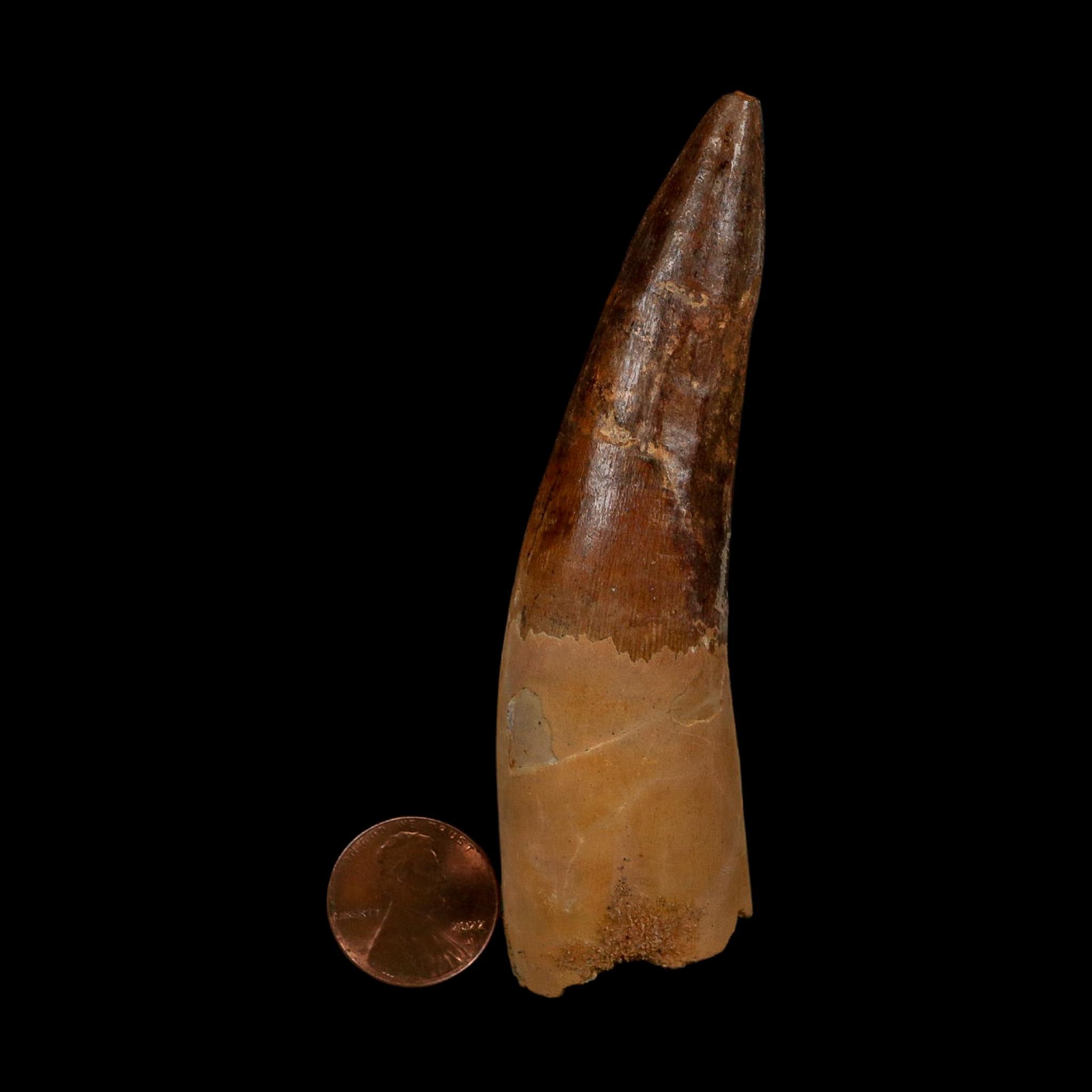 XL 3.8" Spinosaurus Fossil Tooth 100 Million Years Old Cretaceous Dinosaur COA - Fossil Age Minerals
