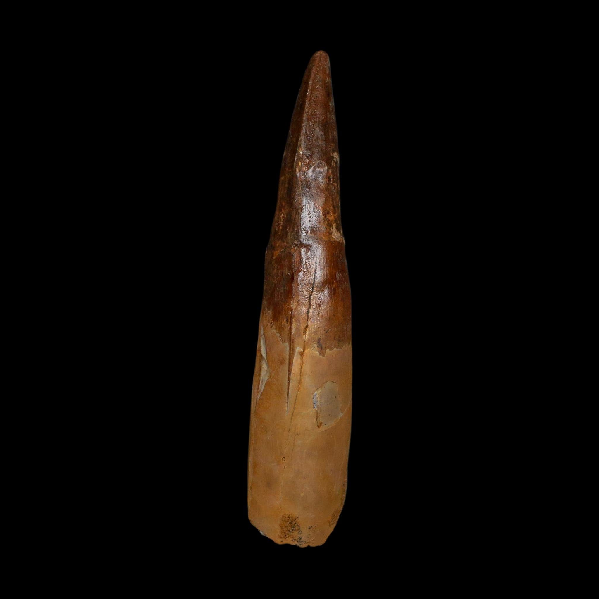 XL 3.8" Spinosaurus Fossil Tooth 100 Million Years Old Cretaceous Dinosaur COA - Fossil Age Minerals