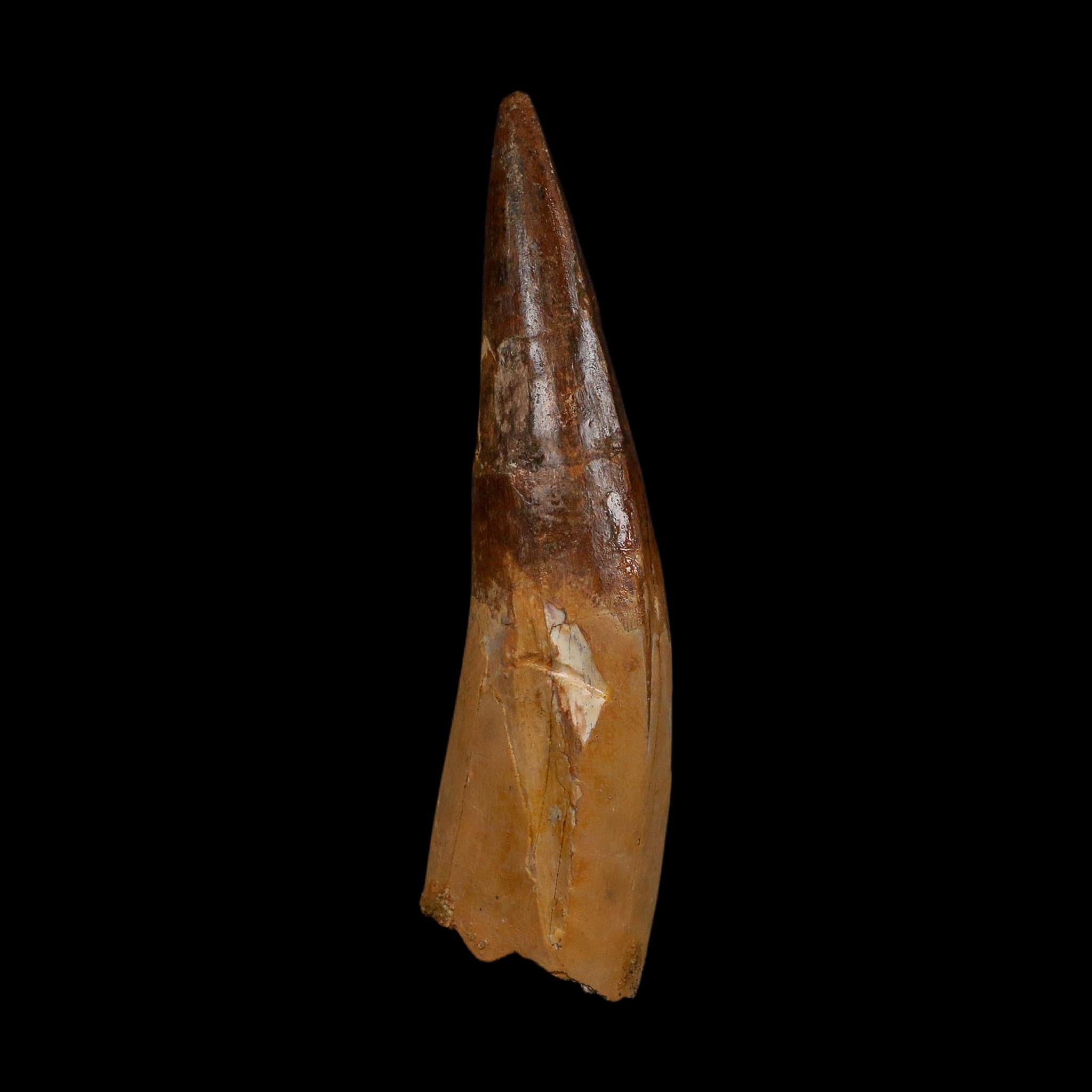 XL 3.8" Spinosaurus Fossil Tooth 100 Million Years Old Cretaceous Dinosaur COA - Fossil Age Minerals