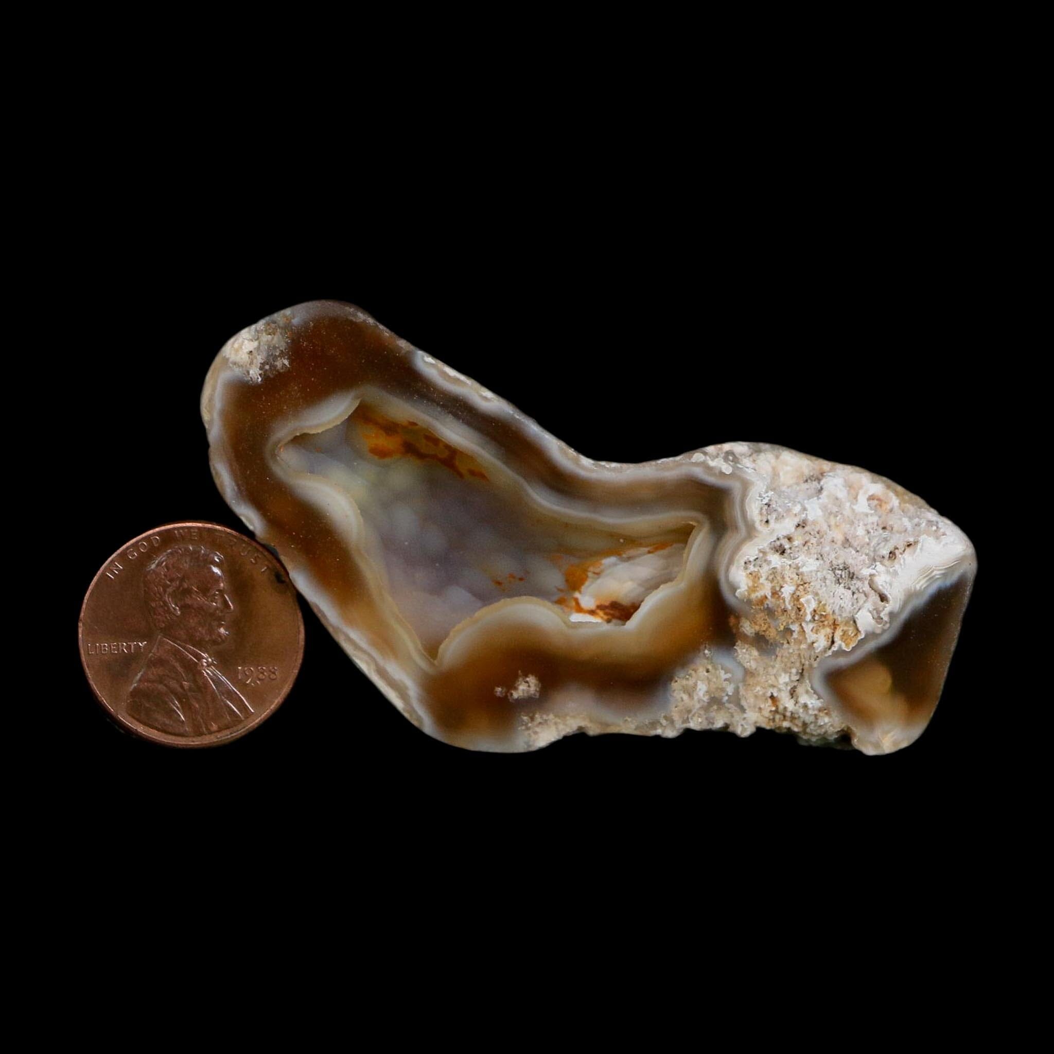 2.6" Agatized Coral Slab Fossil Oligocene and Miocene Epochs Tampa Bay Florida - Fossil Age Minerals