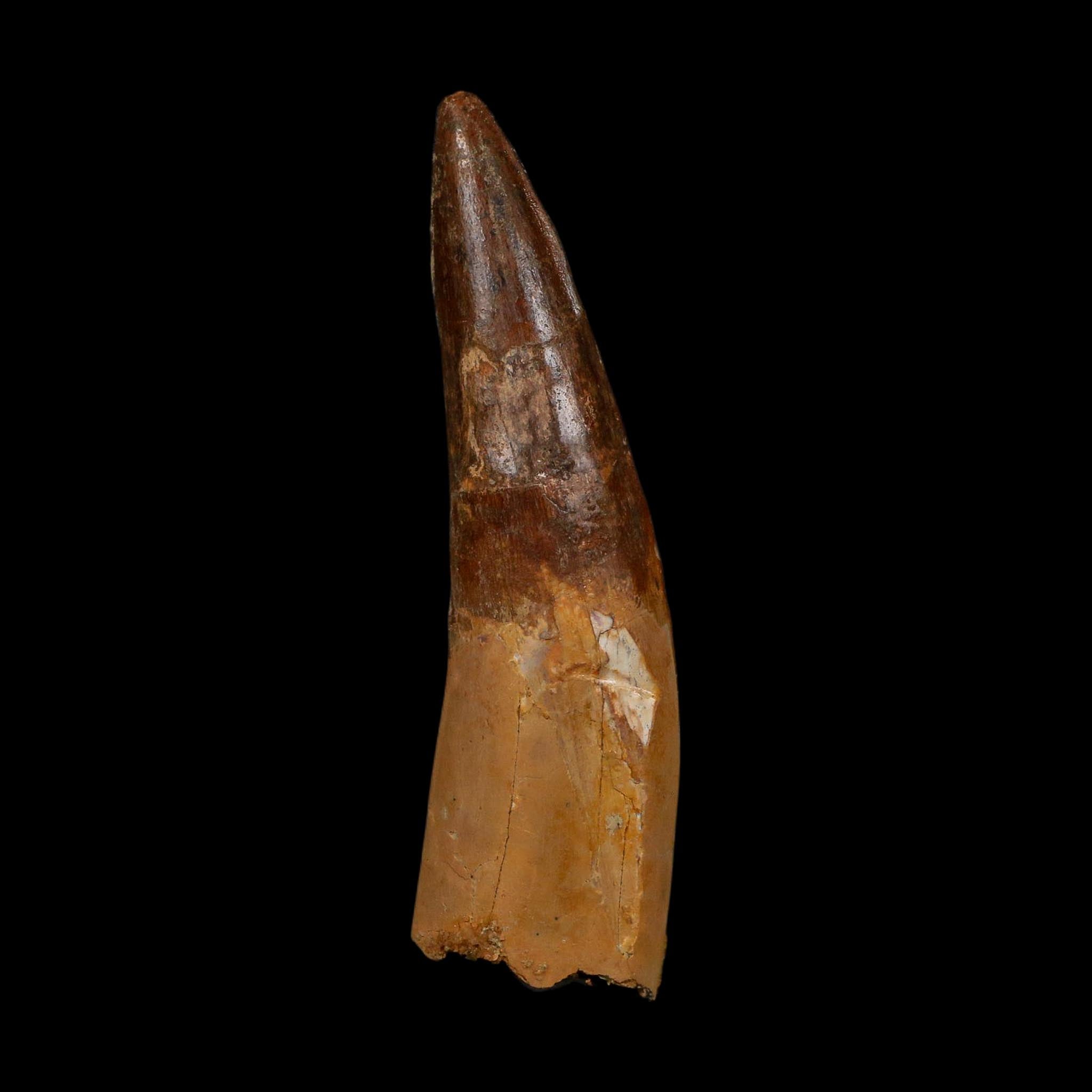 XL 3.8" Spinosaurus Fossil Tooth 100 Million Years Old Cretaceous Dinosaur COA - Fossil Age Minerals