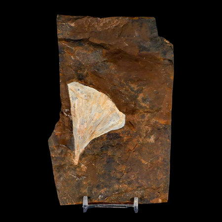 2.5" Detailed Ginkgo Cranei Fossil Plant Leaf Morton County, ND Paleocene Age COA