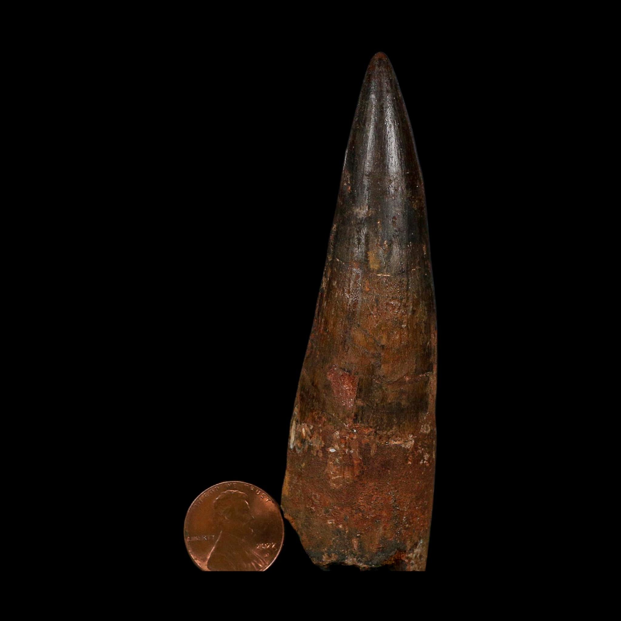 XL 3.9" Spinosaurus Fossil Tooth 100 Million Years Old Cretaceous Dinosaur COA - Fossil Age Minerals