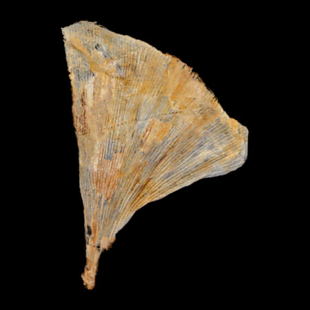 2.5" Detailed Ginkgo Cranei Fossil Plant Leaf Morton County, ND Paleocene Age COA