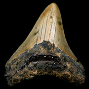 2.9" Quality Megalodon Shark Tooth Serrated Fossil Natural Miocene Age COA