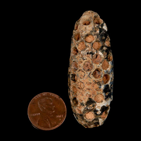 XL 2.2" Fossil Pine Cone Equicalastrobus Replaced By Agate Eocene Age Seeds Fruit - Fossil Age Minerals