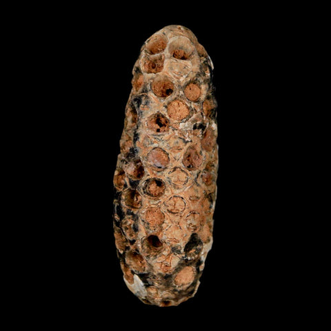 XL 2.2" Fossil Pine Cone Equicalastrobus Replaced By Agate Eocene Age Seeds Fruit - Fossil Age Minerals