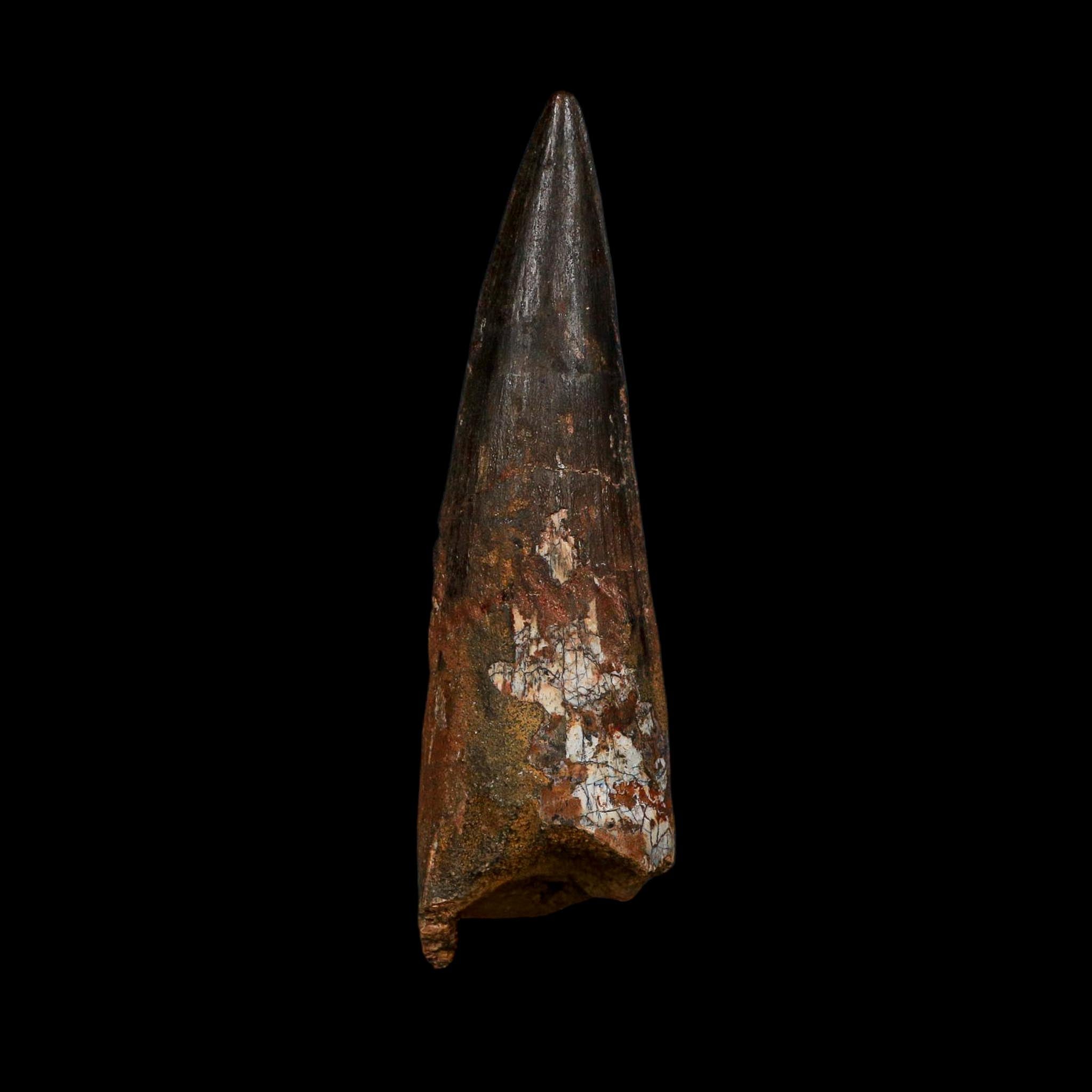 XL 3.9" Spinosaurus Fossil Tooth 100 Million Years Old Cretaceous Dinosaur COA - Fossil Age Minerals