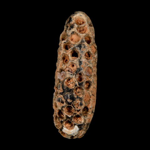 XL 2.2" Fossil Pine Cone Equicalastrobus Replaced By Agate Eocene Age Seeds Fruit - Fossil Age Minerals