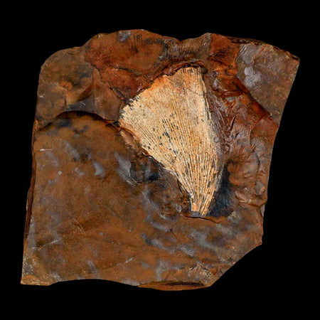 1.8" Detailed Ginkgo Cranei Fossil Plant Leaf Morton County, ND Paleocene Age COA