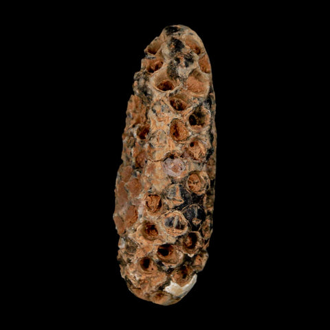 XL 2.2" Fossil Pine Cone Equicalastrobus Replaced By Agate Eocene Age Seeds Fruit - Fossil Age Minerals