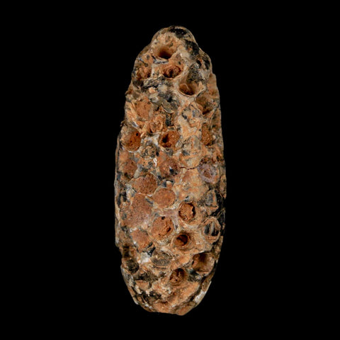 XL 2.2" Fossil Pine Cone Equicalastrobus Replaced By Agate Eocene Age Seeds Fruit - Fossil Age Minerals