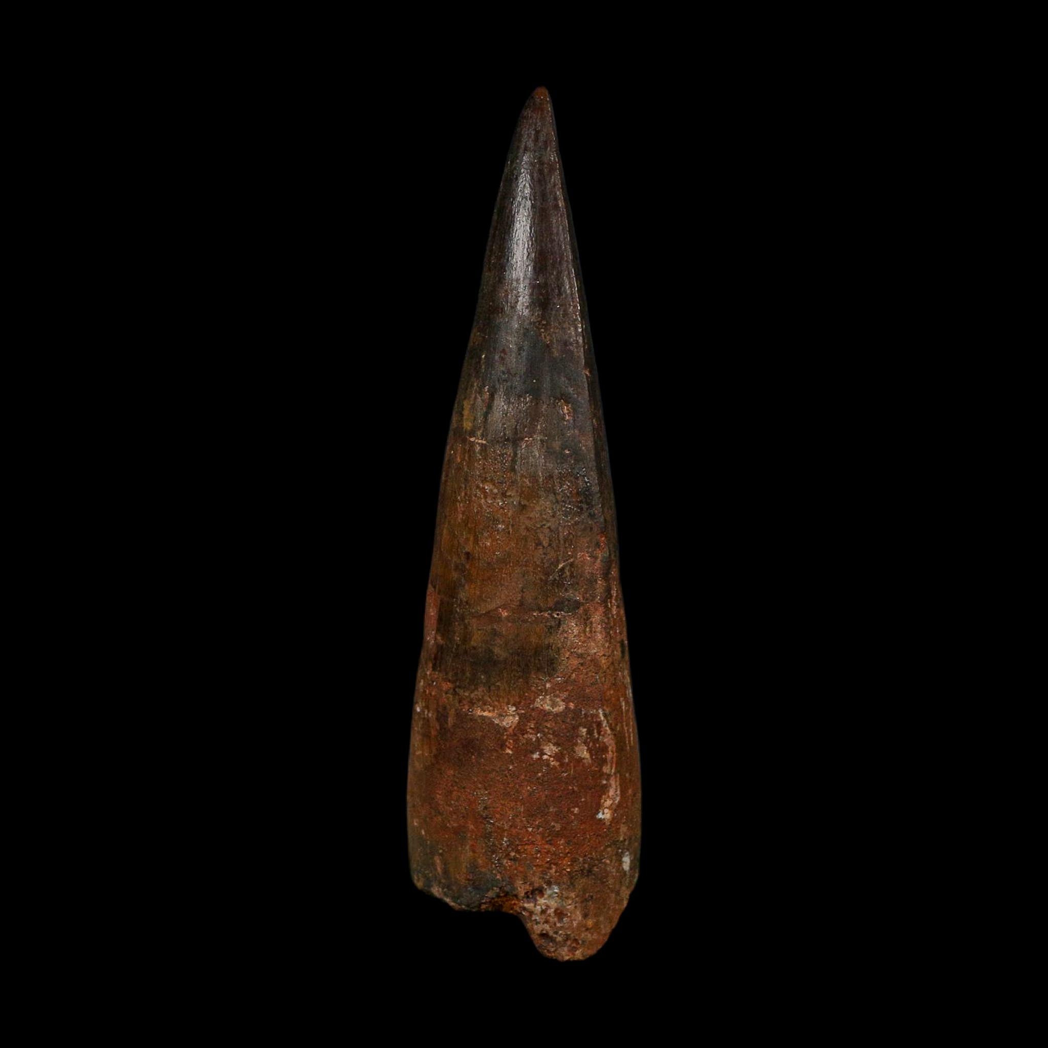 XL 3.9" Spinosaurus Fossil Tooth 100 Million Years Old Cretaceous Dinosaur COA - Fossil Age Minerals