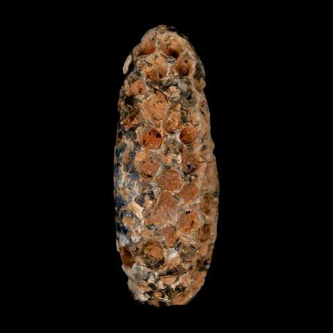 XL 2.2" Fossil Pine Cone Equicalastrobus Replaced By Agate Eocene Age Seeds Fruit - Fossil Age Minerals